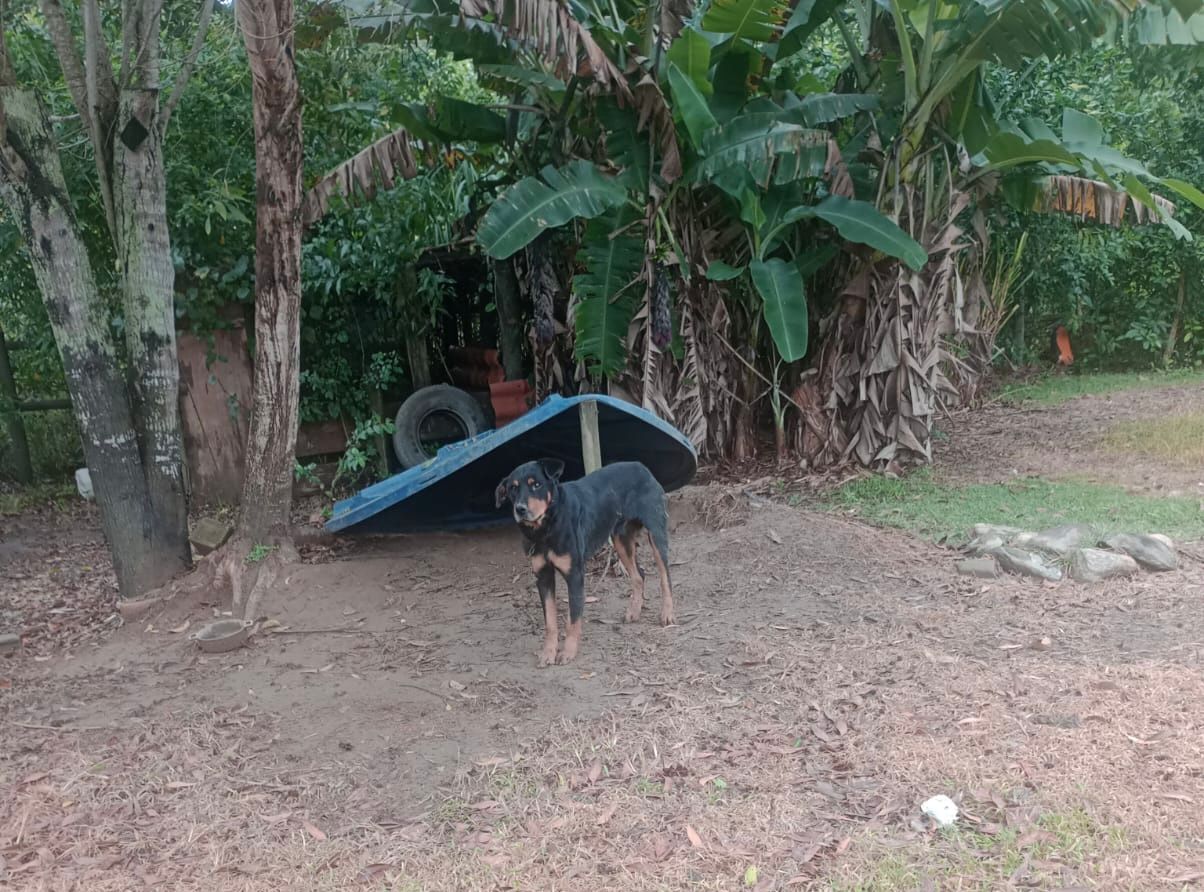 CCZ e Polícia Civil resgatam cão vítima de maus-tratos em Jabuticaba